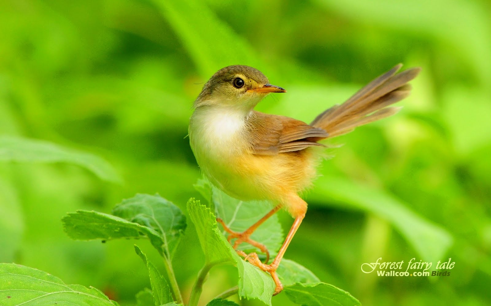 animal planet best and natural bird wallpaper animal planet best and natural bird wallpaper