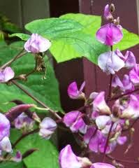 KULATTHA (Diolichos Biflorus)