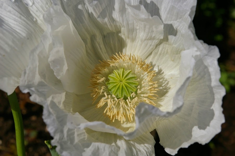 John Grimshaw's Garden Diary White poppies