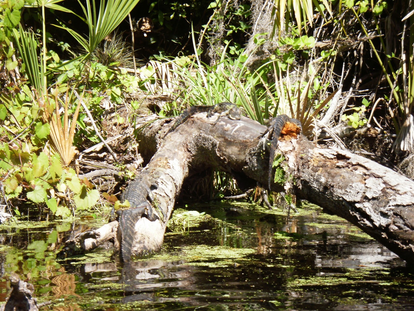 Kayaking Wekiva River & Rock Springs Run with Gators! When 140