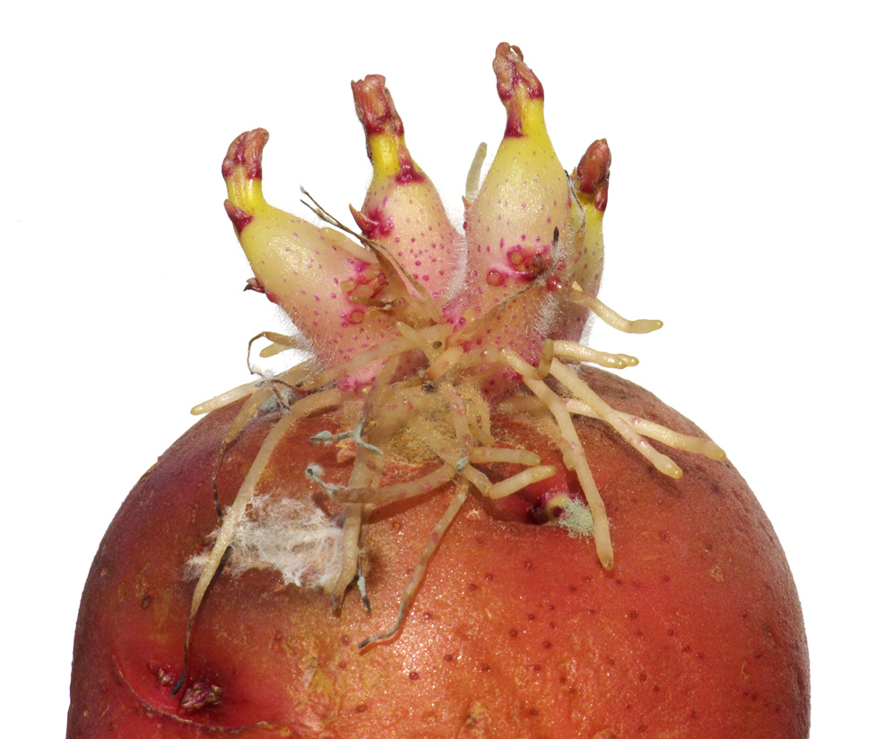 kutje