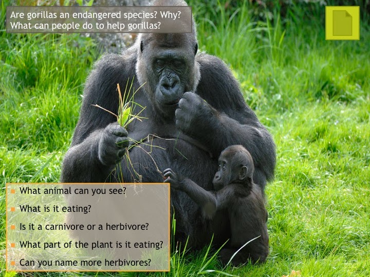 Tic Tac Science Year 4. Unit 4. Plants and animals Plants make their