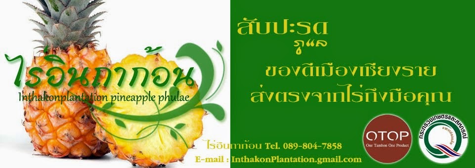 จำหน่ายสับปะรดภูแล สับปะรดภูแล ไร่อินถาก้อน ของดีเมืองเชียงราย  โทร 080-655-8973