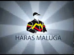 HARAS MALUGA