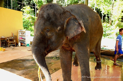 Santuari gajah Suria
