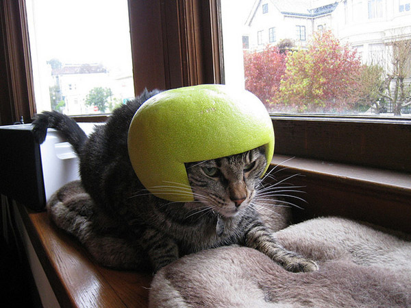 Funny cats wearing fruit helmets, funny cats, funny cat pictures, cat pictures, cute cats