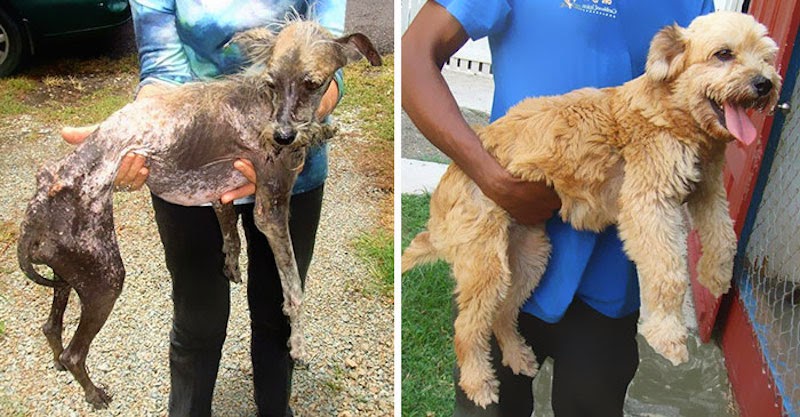 Cedar - 16 Before-and-After Photos Of Rescued Dogs Cedar - 16 Before-and-After Photos Of Rescued Dogs