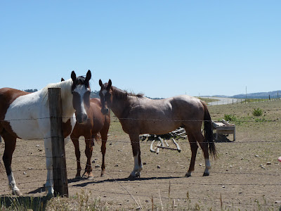 horses