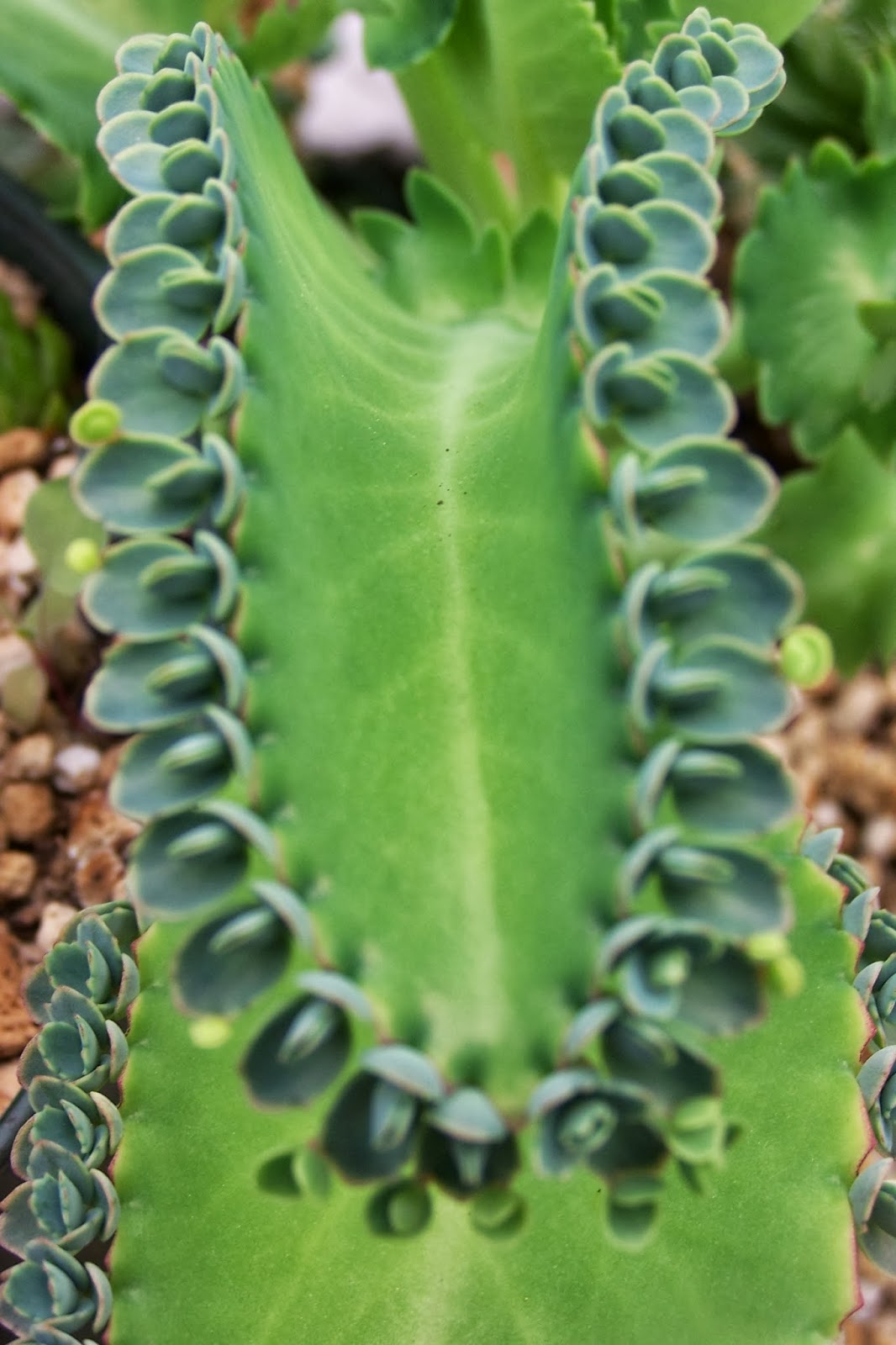 Oregon Cactus Blog Kalanchoe daigremontiana (syn. Bryophyllum
