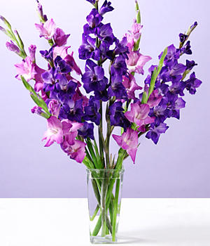 Purple-gladiolus-flower+proflowers.jpeg