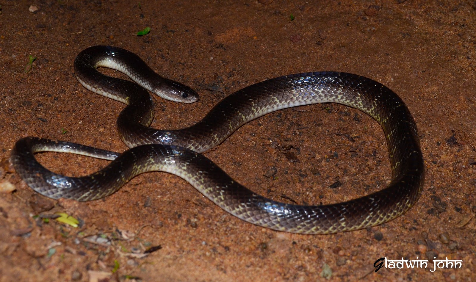 biodiversity of bharathidasan university common krait கட ட