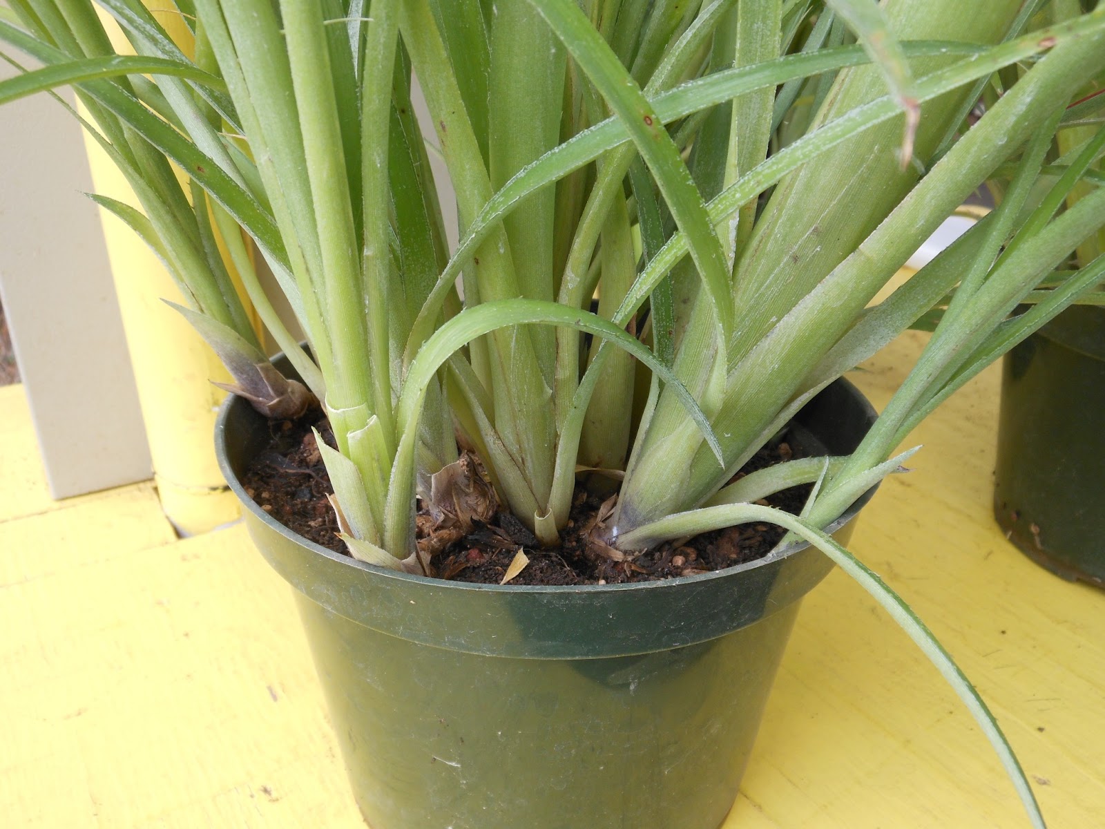 Try a Friendship Plant For Valentine’s Day!