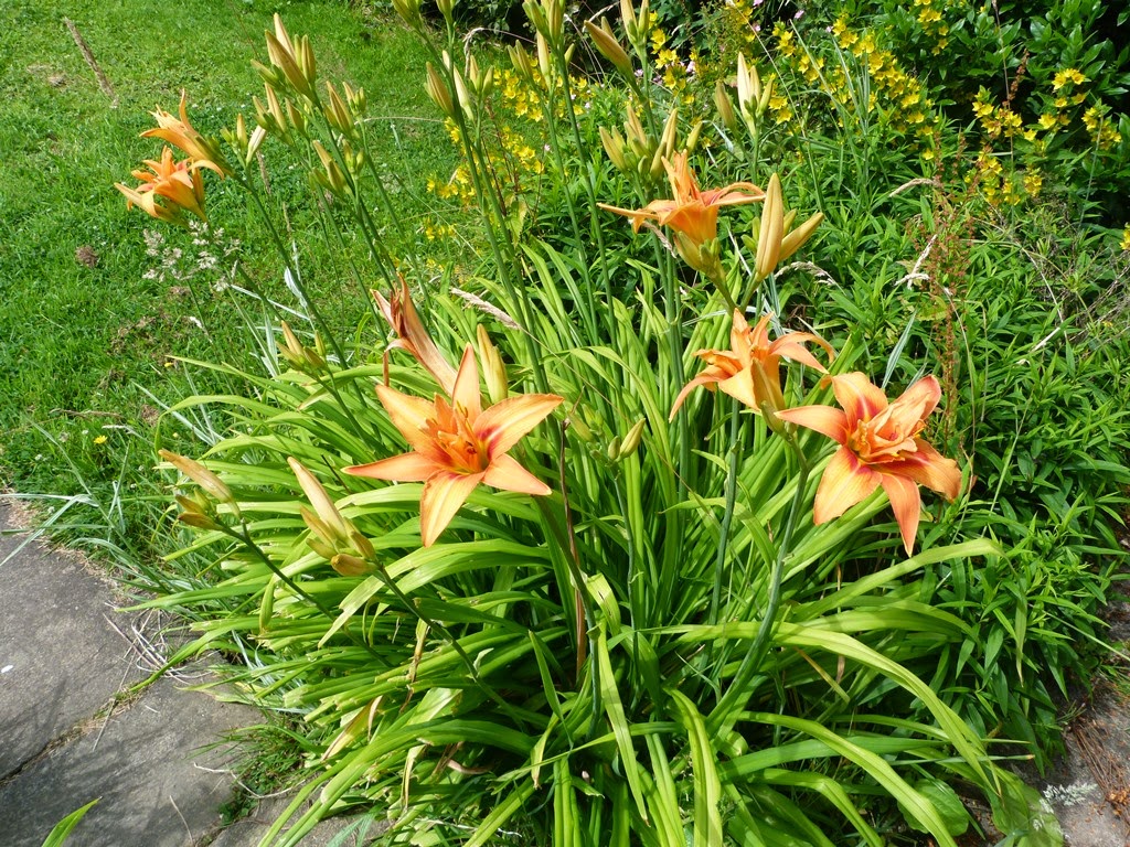An English Homestead Edible Daylilies