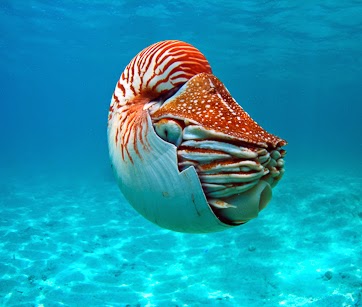 http://www.scubascuba.com/sites/default/files/palau-1-31.jpg