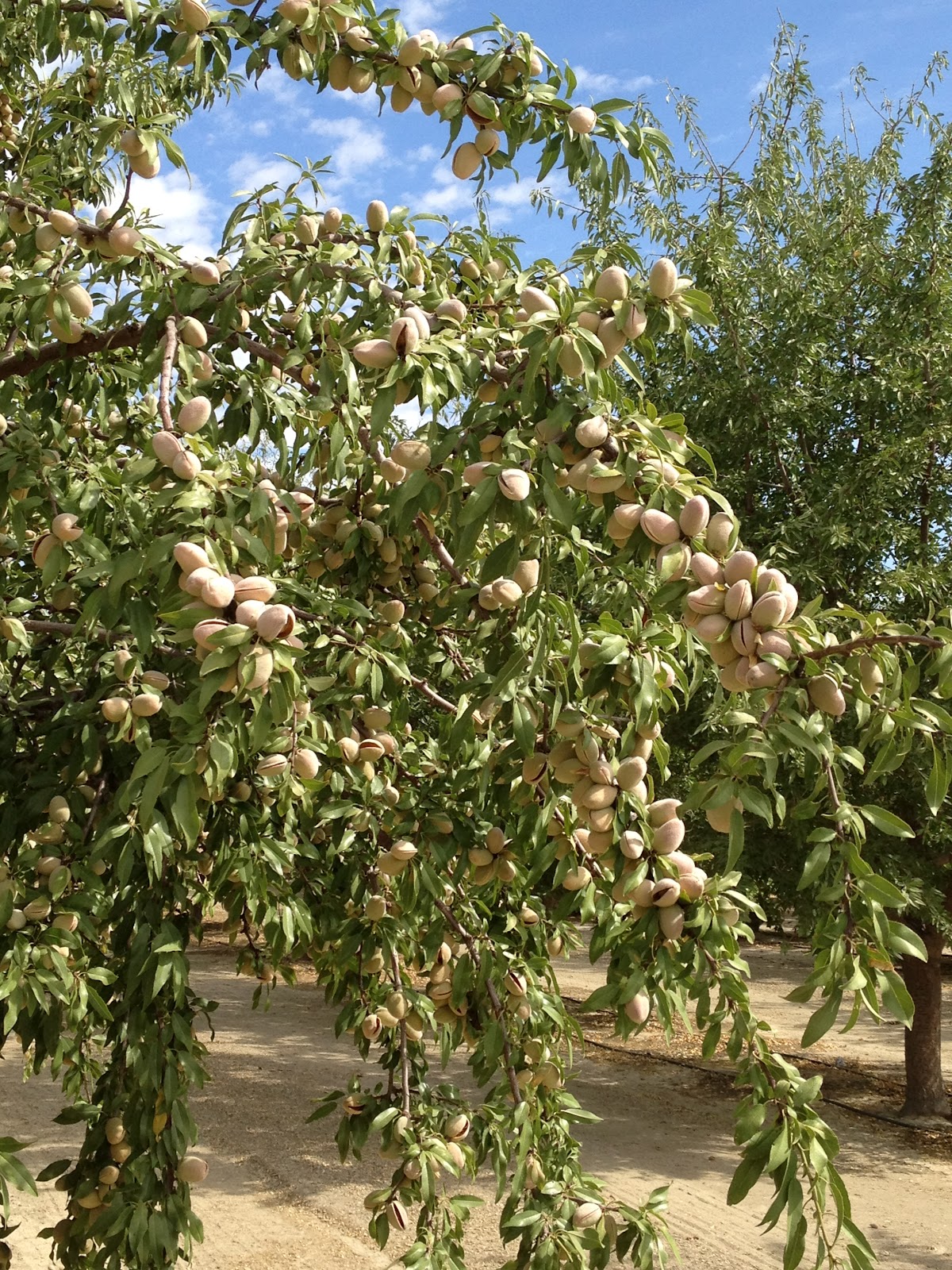 Almond Harvesting