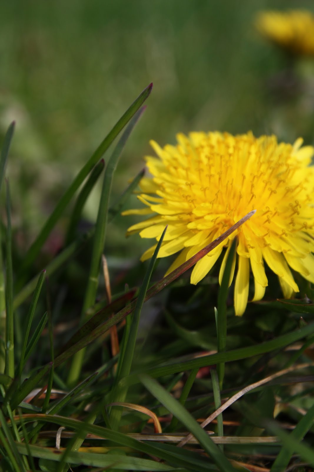 Bumblebee & Sophie Spring in New Hampshire