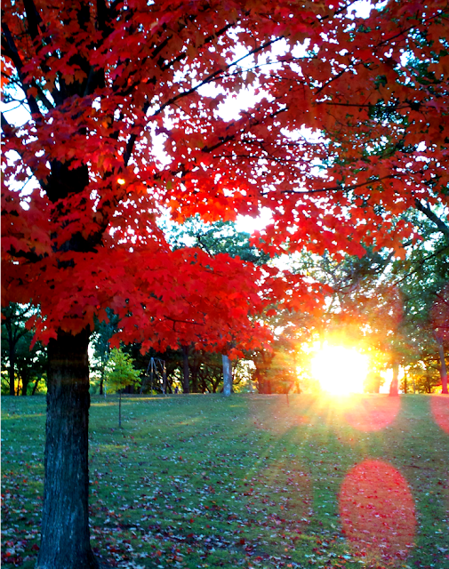 sun shining through a red tree in augsburg park richfield minnesota