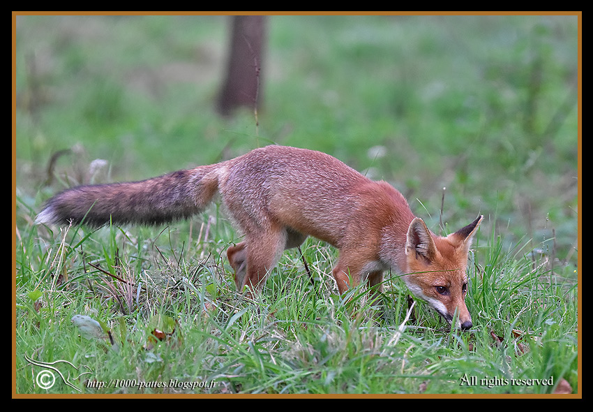 Vulpes vulpes - 1000-pattes.blogspot.com/