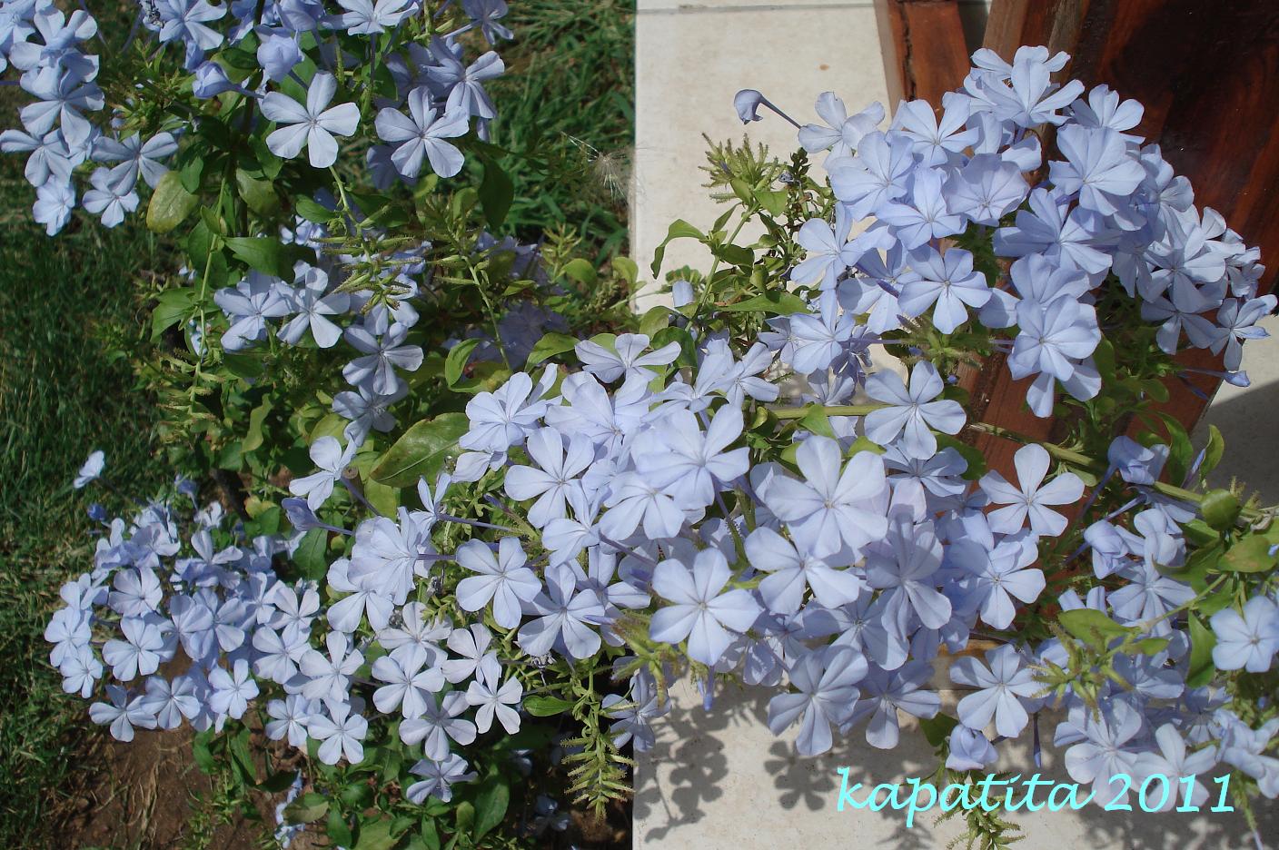 Entre deux rives Départ des cigognes et fin des vacances en Thrace