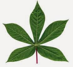 Tulang Daun Menjari Bentuknya Seperti Jari Jari Tangan M Ia Misalnya Tulang Daun Pepaya Jarak Ketela Pohon Dan Kapas Tulang Daun Menjari Bentuknya Seperti Jari Jari Tangan M Ia Misalnya Tulang Daun Pepaya Jarak Ketela Pohon Dan Kapas