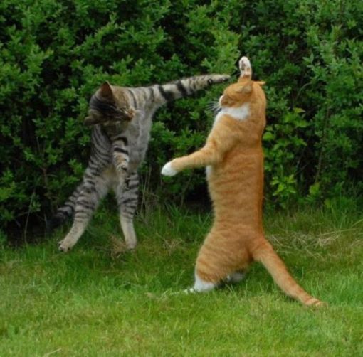 tarung kucing berkelahi