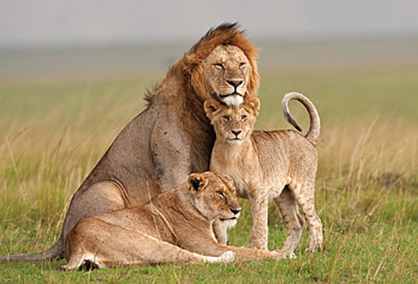 lion,lioness,world class animal,white lion,funny lion,lion kissing,cub,mammalia,animalia,chordata,leo,sleeping lion,lion hunting,dangerous animal