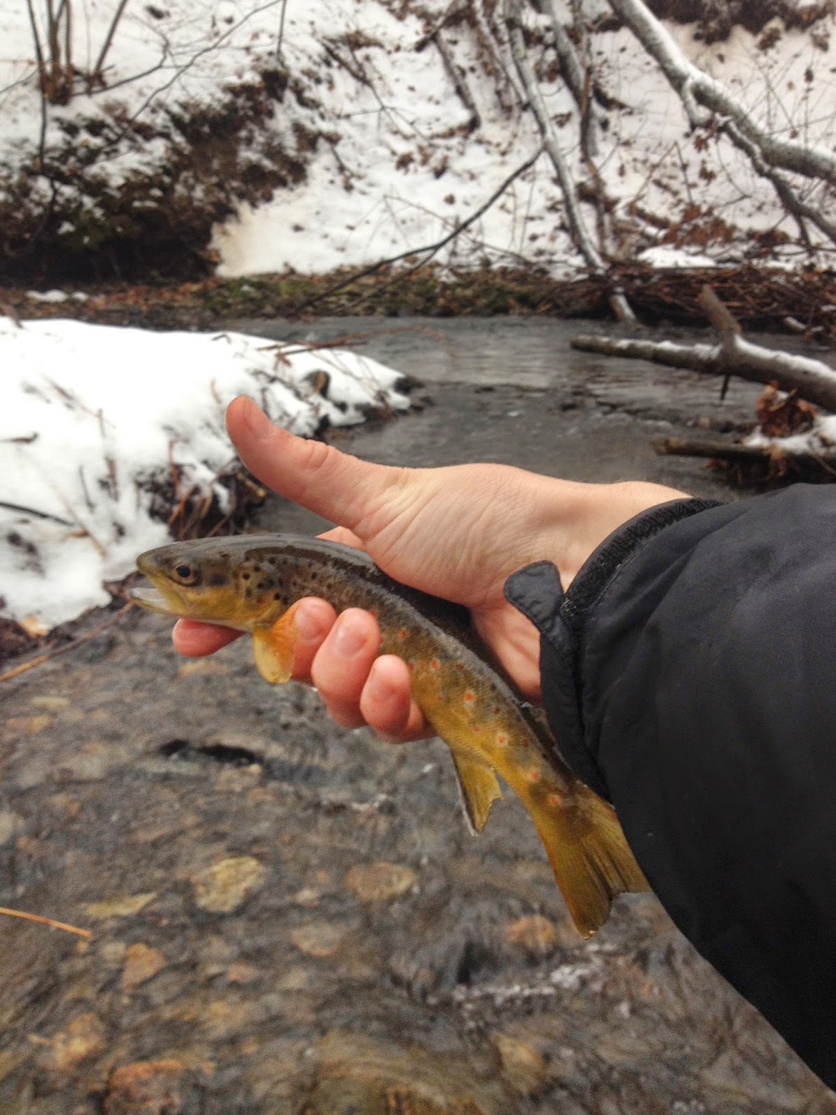 Trout Stream Day Dreams Catching Trout on Small Streams in Winter