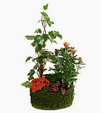 Plants delivery in France Plants delivery in France and price