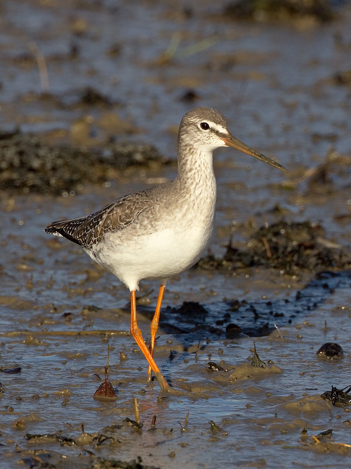 Martin's Sussex Birding Blog Spotted Redshank