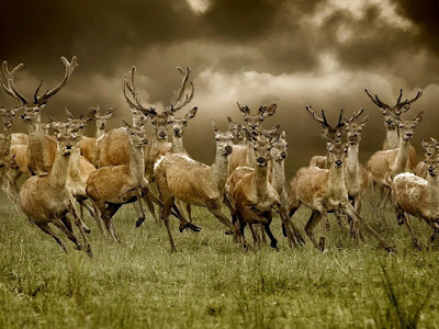 gambar rusa