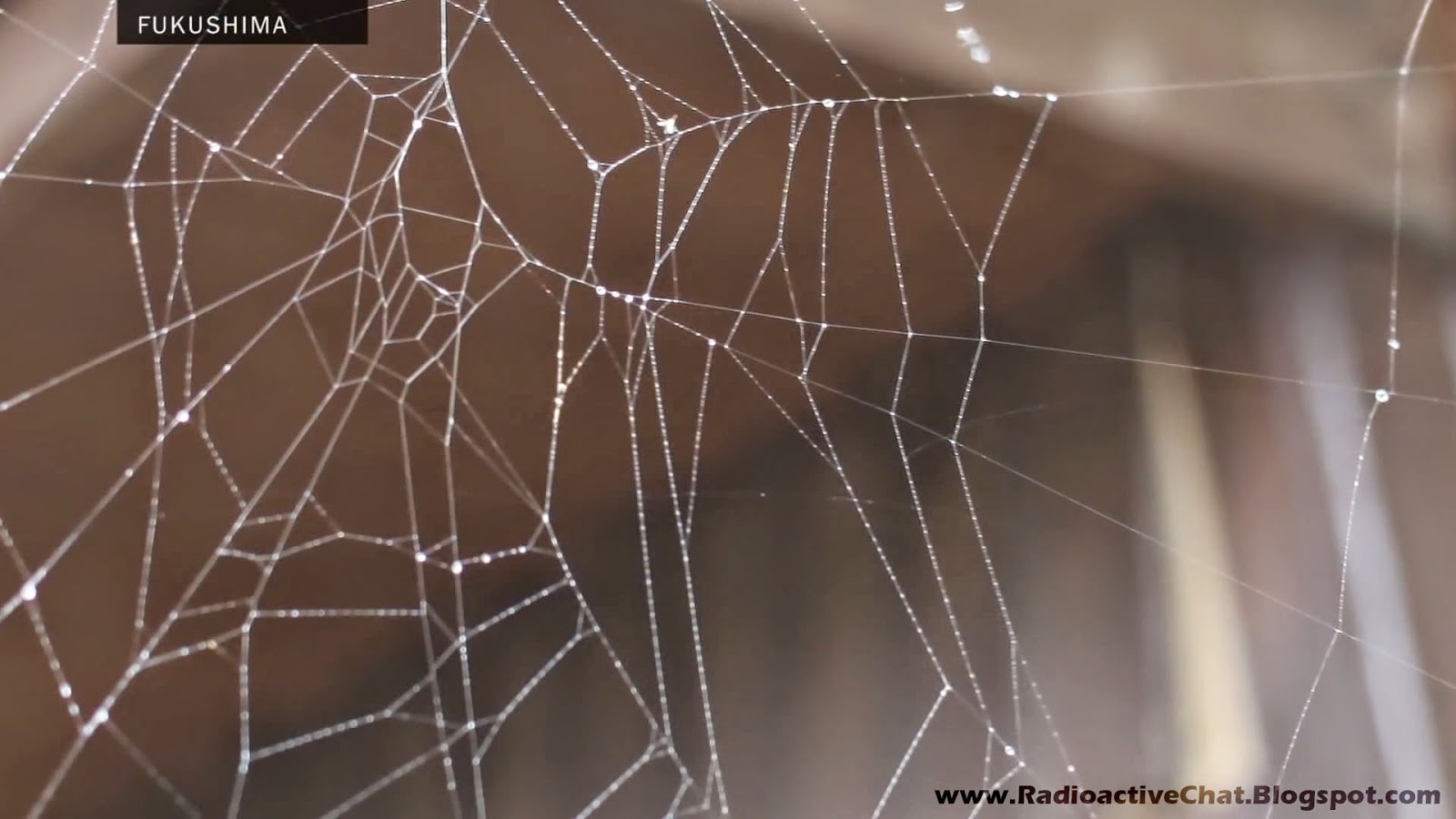 The Animals of Chernobyl - Deformed Spider Webs Fukushima Fallout Radiation The Animals of Chernobyl - Deformed Spider Webs Fukushima Fallout Radiation