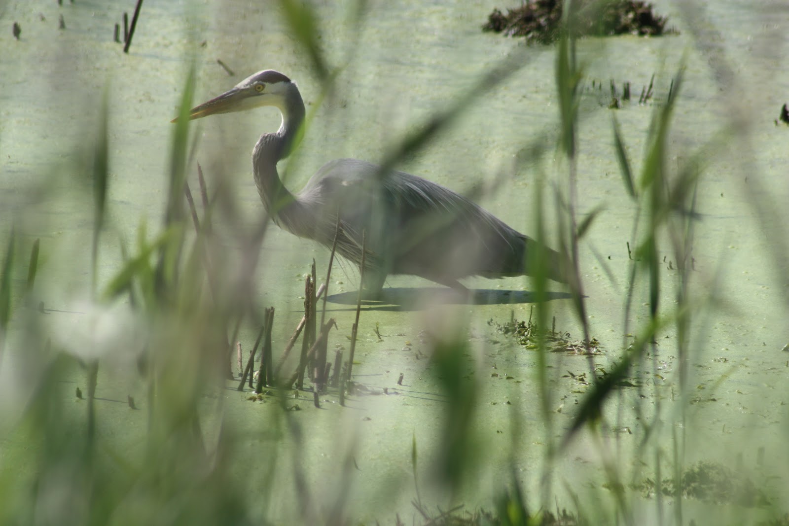 NWI Dunes Birds from the Indiana Dunes State Park Nature Center