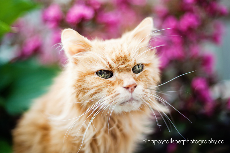 celebrating 20 years of scruffy burlington pet photographer Modern