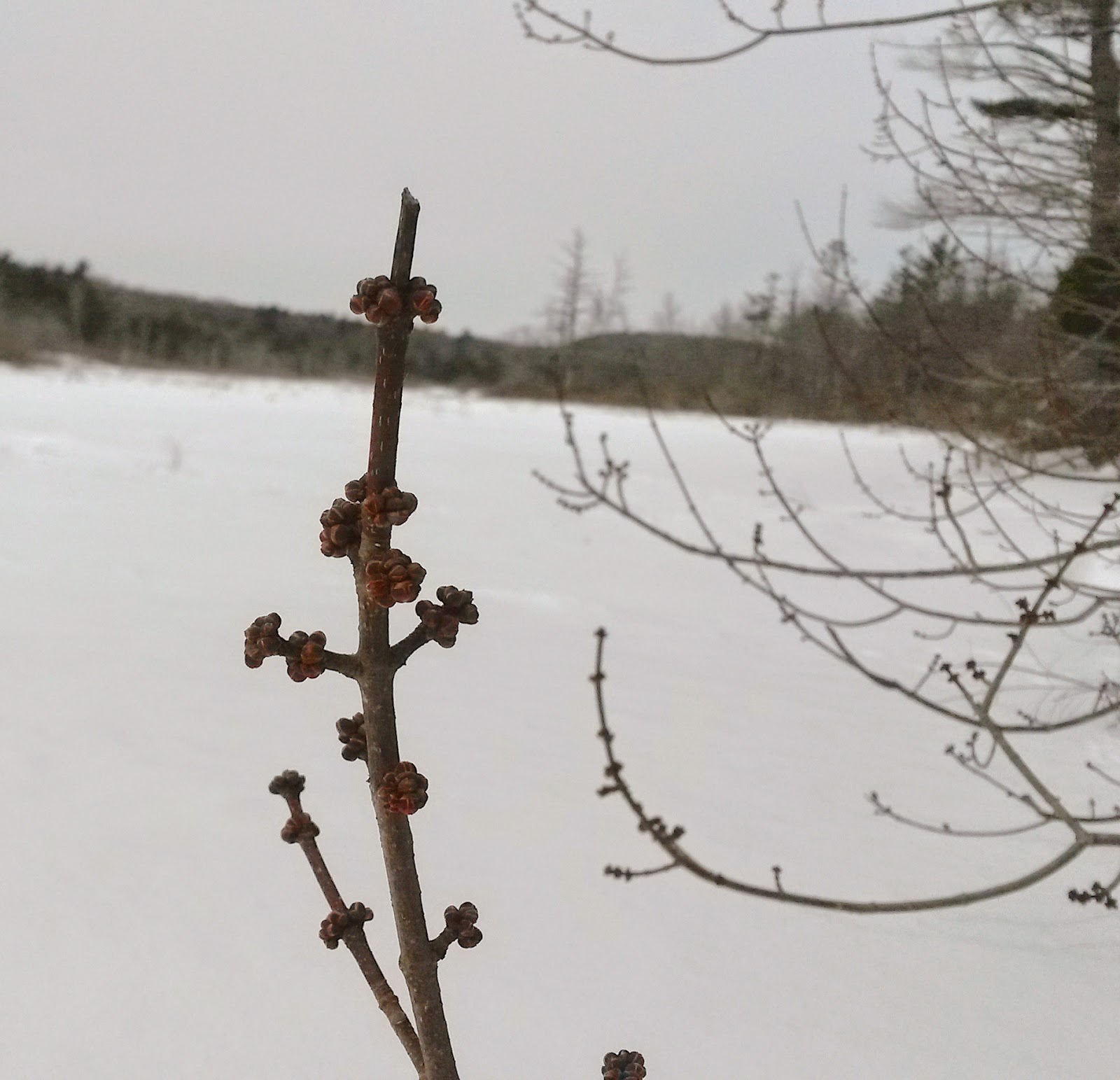 Berkshire Hiker Private Trails at Otis Woodlands, Otis