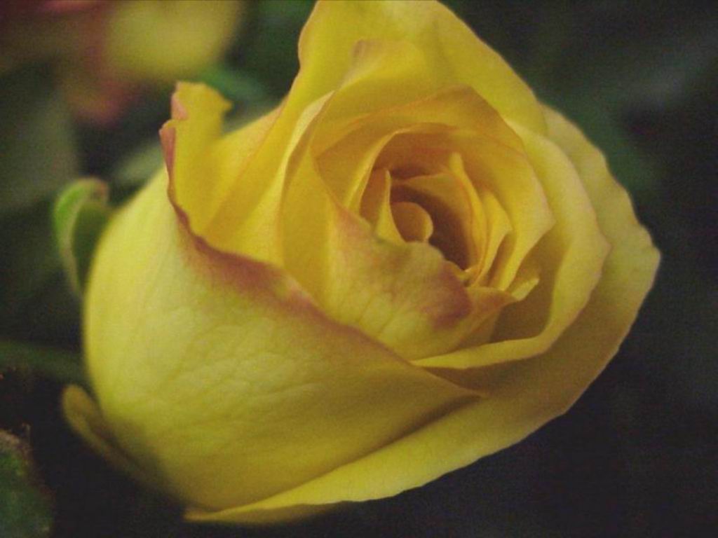 http://4.bp.blogspot.com/-MwDD-GOeRGg/T87zpwkNLaI/AAAAAAAABmc/EmS9cM_tdH8/s1600/Rose+++flowers+++Free+Natural+wallpaper+-+sunrise+-+sunset+-+green+nature+-+system+wallpaper+-+system+sceensaver+(10).jpg