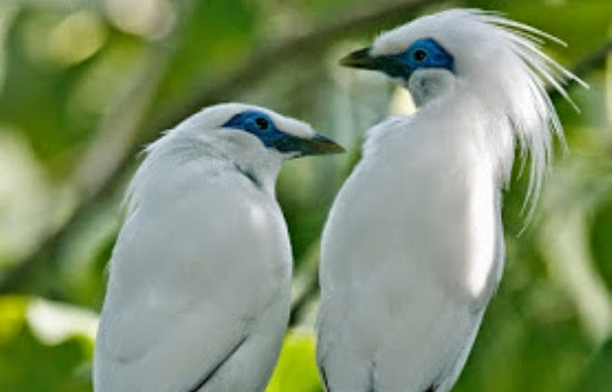 Jalak Bali Asli Sertifikat Bksda perawatan burung eksotis si jalak bali Jalak Bali Asli Sertifikat Bksda perawatan burung eksotis si jalak bali
