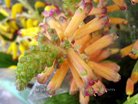Lachenalia aloides