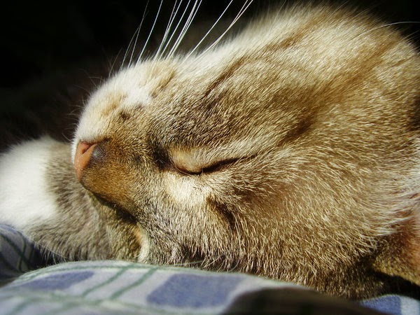 sleeping-cat