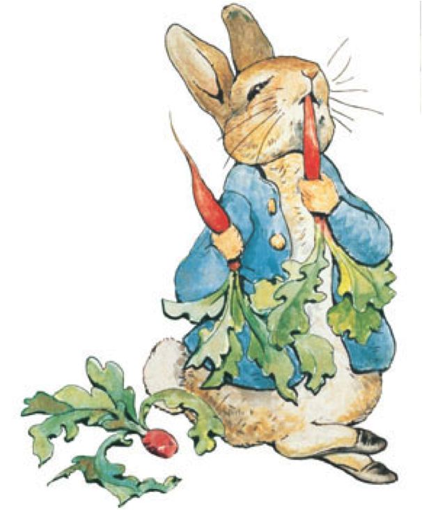 Peter Rabbit eats his carrots