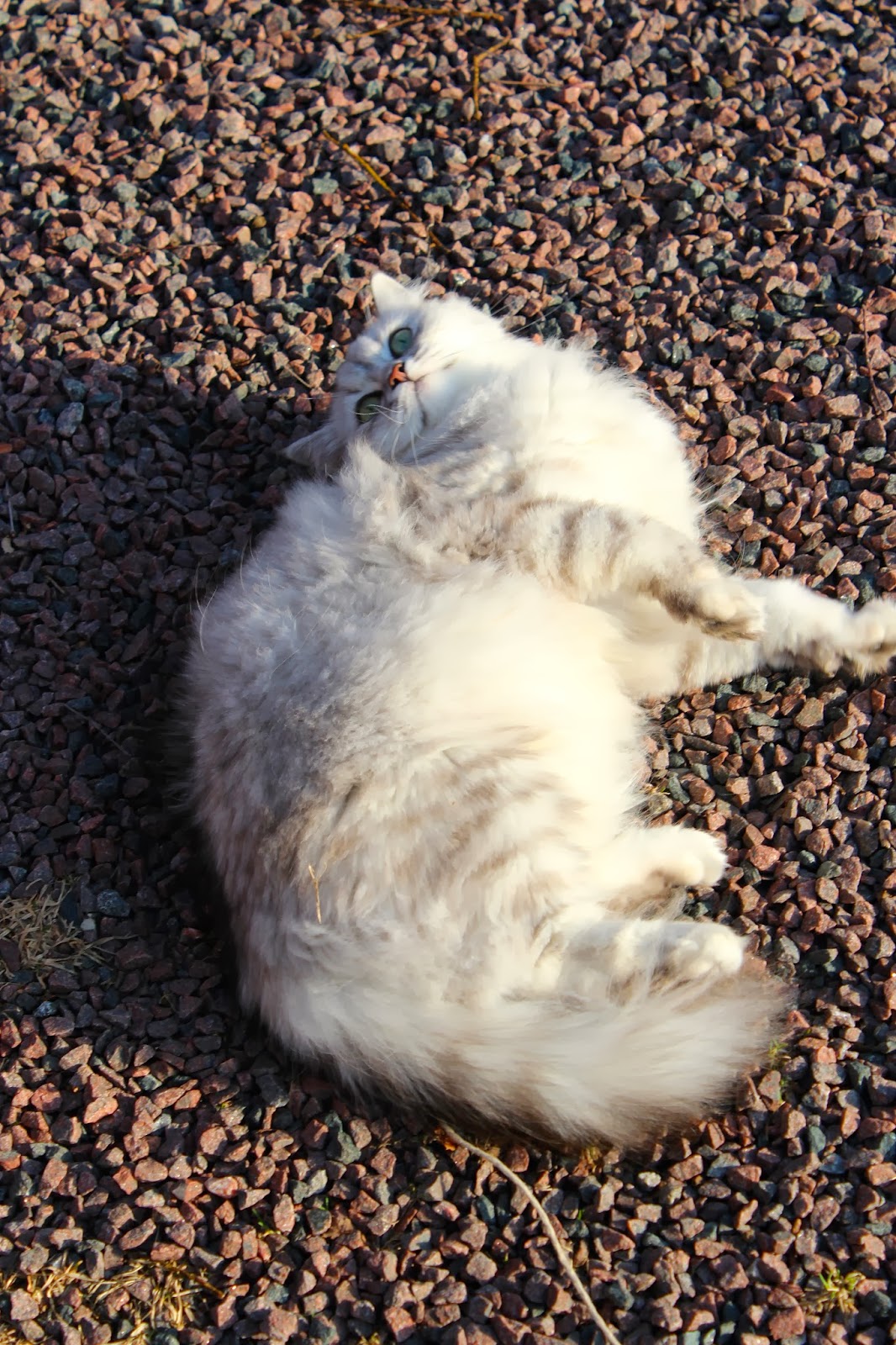 dejting för oss på landet runt