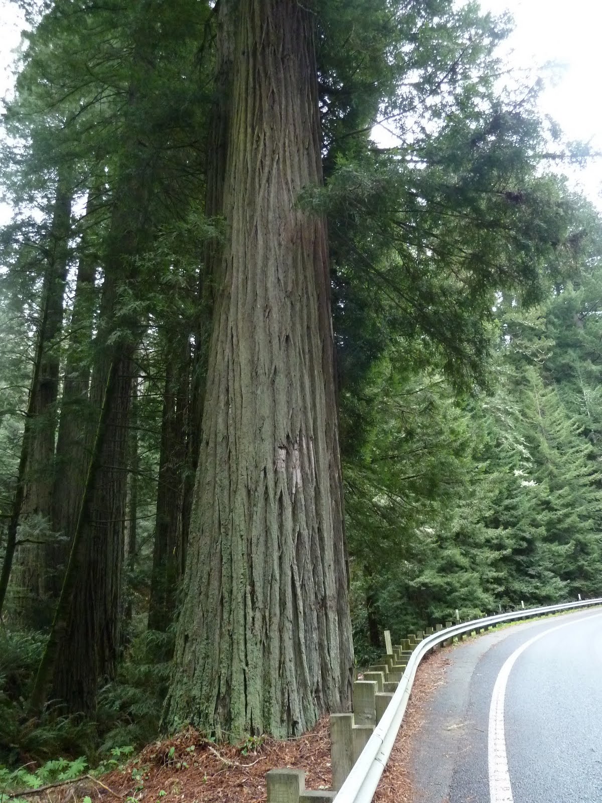 seniors walking across america DAY 46 CRESCENT CITY TREES OF MYSTERY