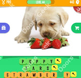 1 Pic 3 Words Level 443 answers cheats, solutions, walkthrough for 1 pic 3 words level 443
