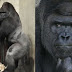 TREND ANGAU DENGAN GORILLA KACAK?