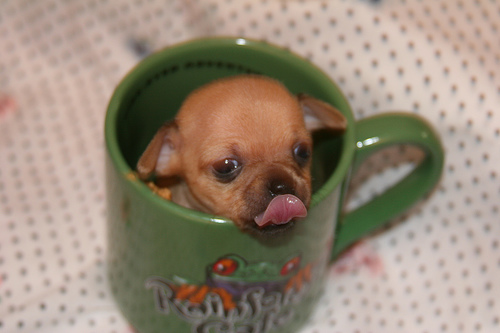 Amazing Creatures: 23 Adorable baby animals in cups