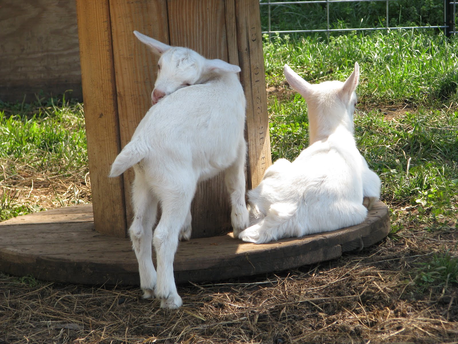 The Thankful Goats of Pretty Farm New Goat Enclosure, New Raised Beds