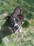 5/4/12 Bonnie and Clyde EXTREMELY URGENT.  NEW HAVEN CT SHELTER. CLIC PIC