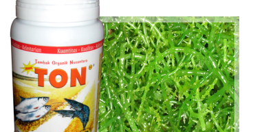 Budidaya Rumput Laut Pdf