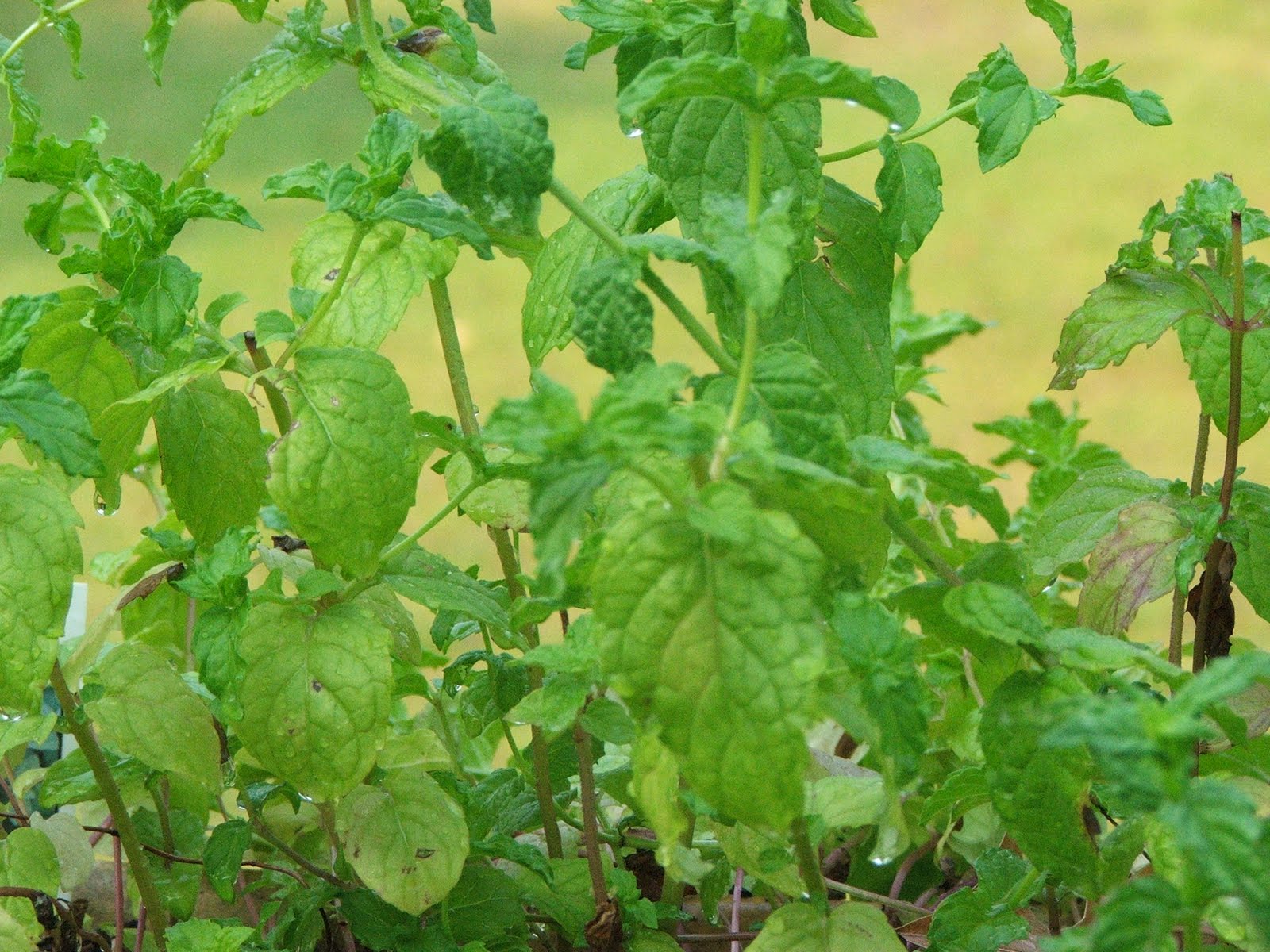 Canning Granny Making Peppermint Extract
