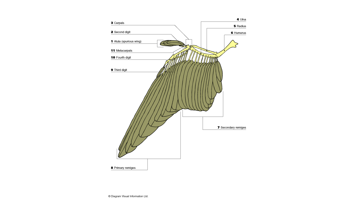 Rigging Asylum: Bird Anatomy - Skeletal