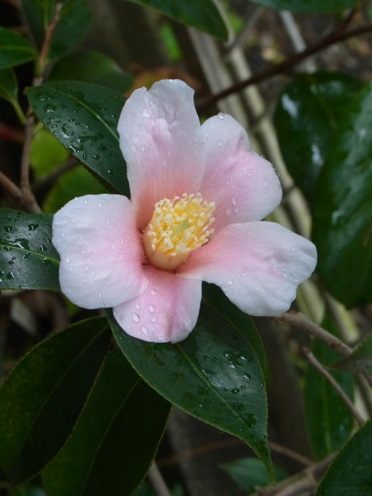 Blossoms of pink